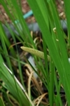 Acorus calamus